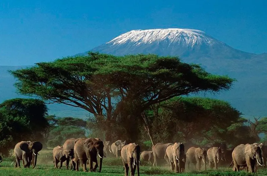 The best travel destinations in Tanzania for wildlife safaris