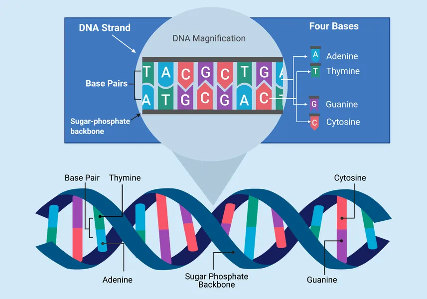 Basics of genetics DNA double helix structures and biological inheritance patterns