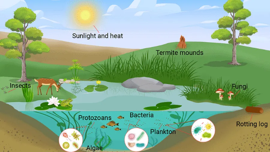 How ecosystems work and why biodiverse environmental chains are important