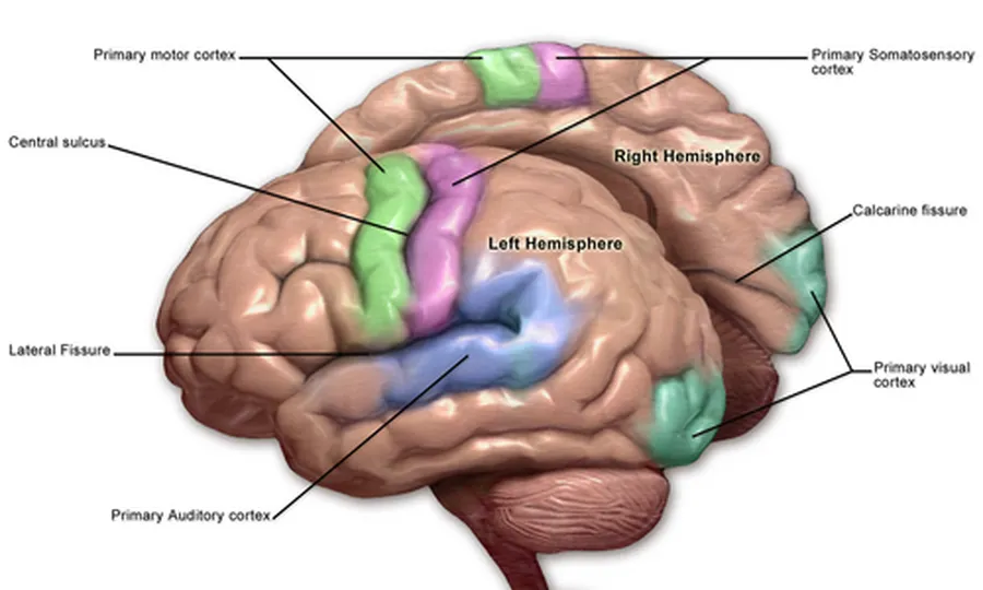 How the human brain works neural synapses and neurological nervous pathways