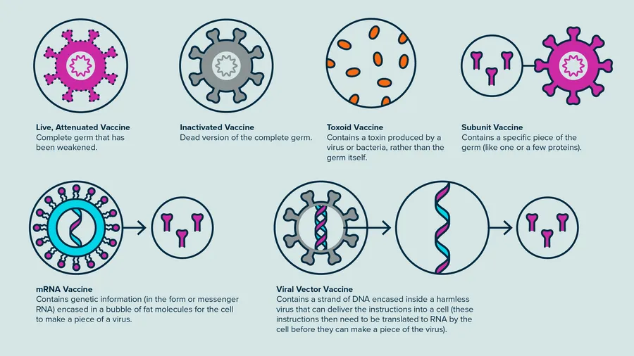 How vaccines work to protect the human body immune system antibodies tracking